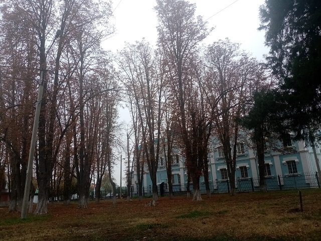 IMG 20201106 085531